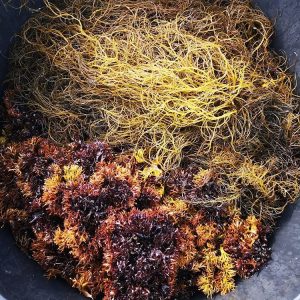 Gracilaria og Irish moss