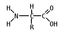 Amino_acid2