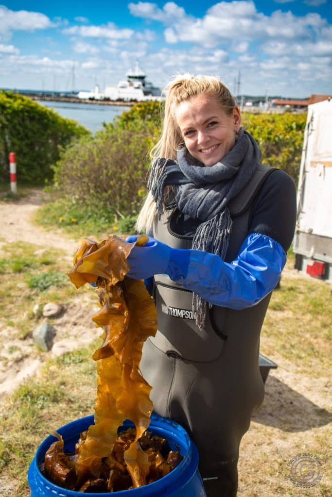 Louise fra absalon i sorø med sukkertang