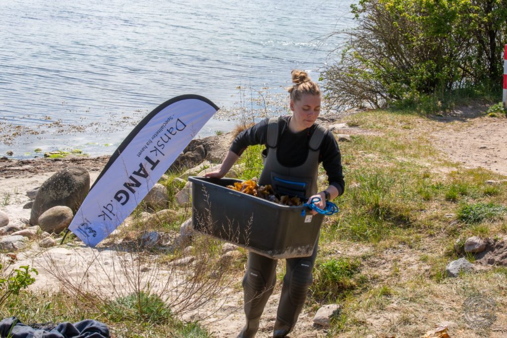 Cecilie fra DTU med sukkertang