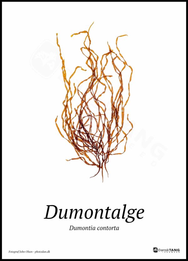 Dumontalge plakat