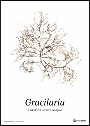 Gracilaria plakat