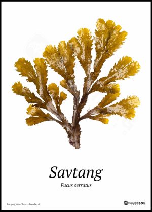 Savtang plakat