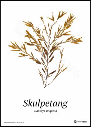 Skulpetang plakat