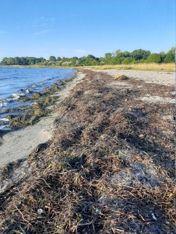 Ålegræs på stranden