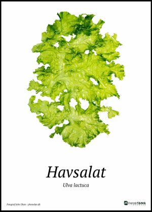 Havsalat plakat og Søsalat plakat