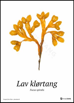 Lav klørtang plakat