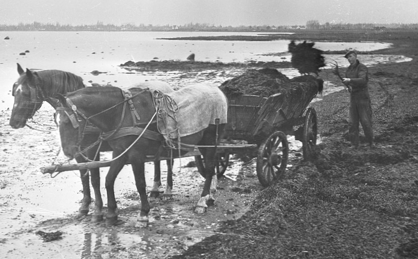 Afhentning af tang på Amagers sydkyst i 1950’erne.