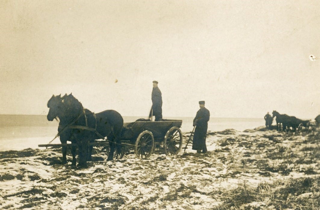 Afhentning af tang ved Varbjerg Strand.