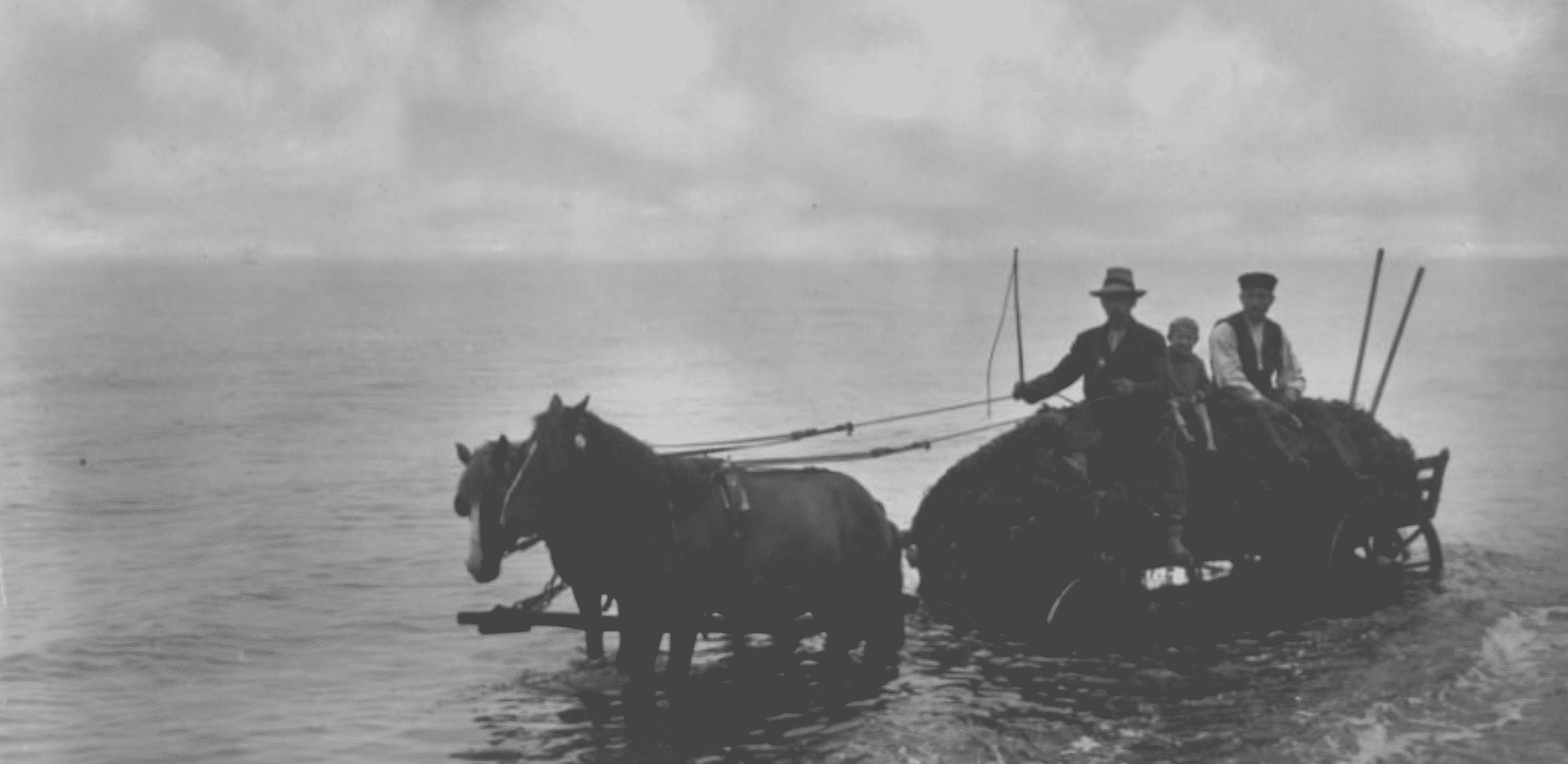 Bønder har hentet tang ved Tisvilde strand – året er 1917.