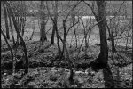 Early daffodils in wood, Millhams, Dolton, April 1980