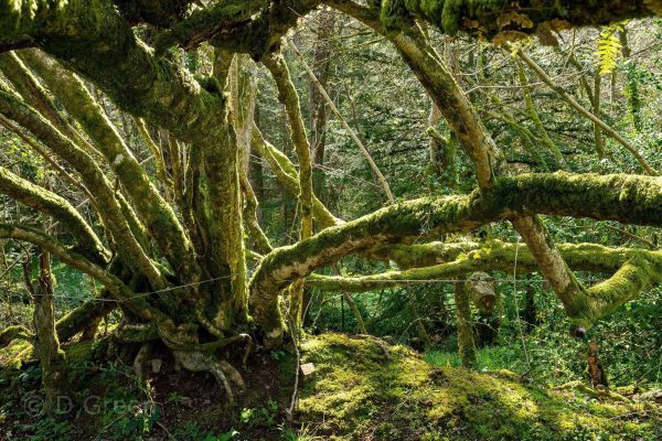 Old Hedge, Venton Wood, Devon