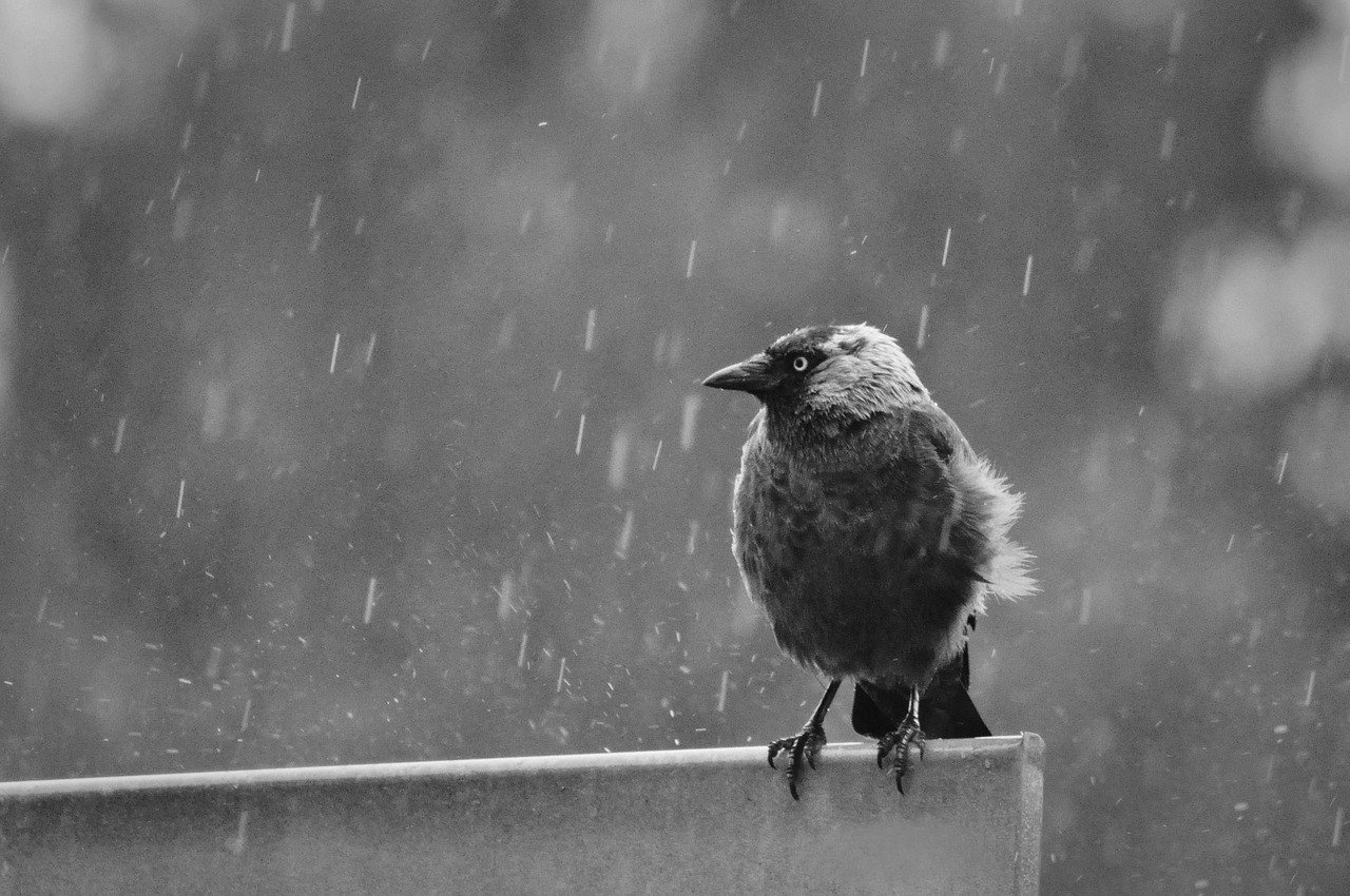 jackdaw, bird, animal