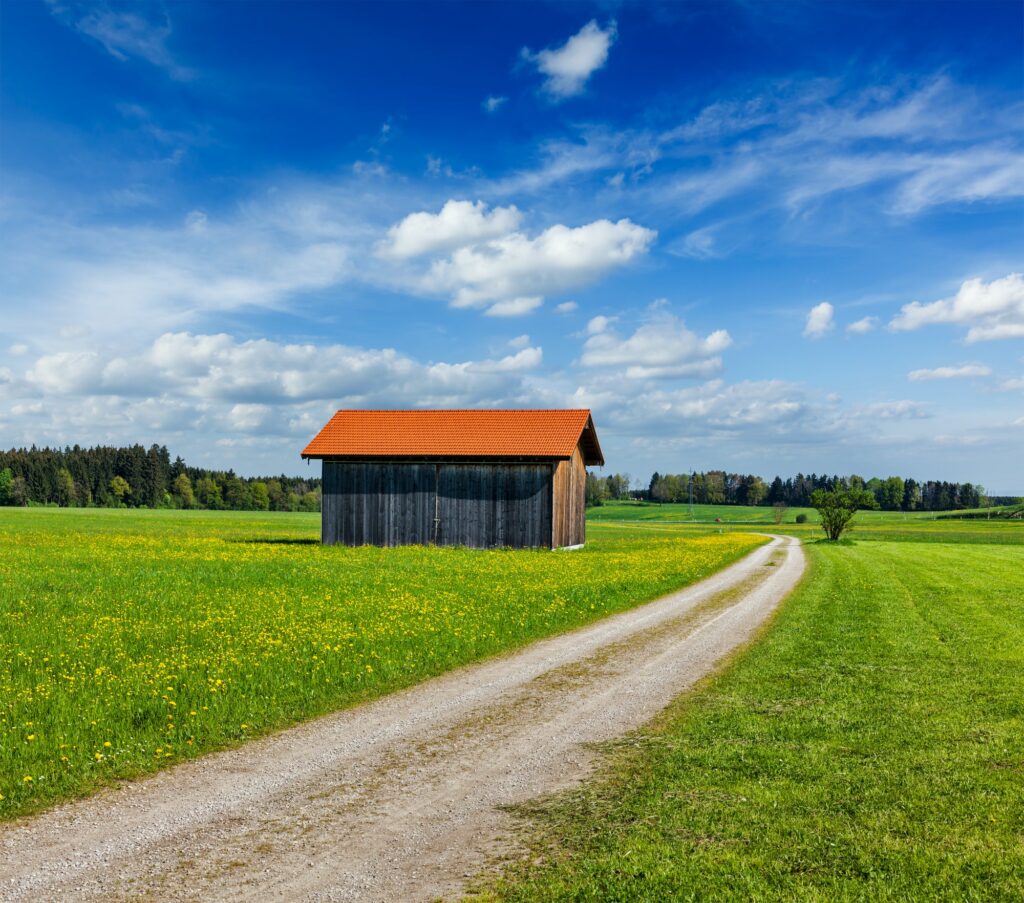 Summer meadow