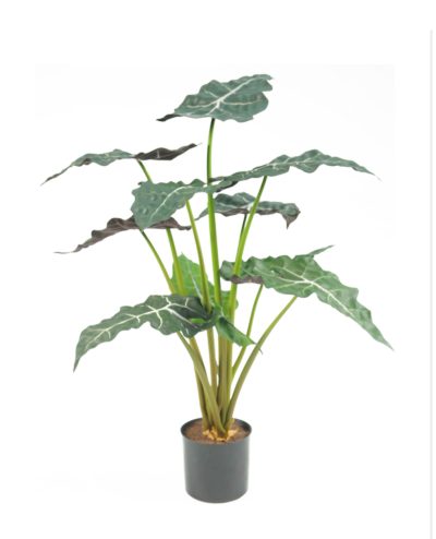 Alocasia 67 cm