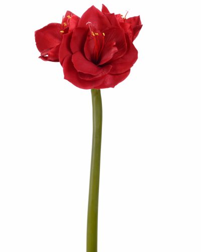 Amaryllis röd