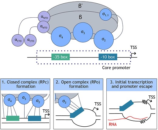 Review Article on Promoter Sequences