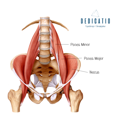 psoas_image Lyskesmerter Dedicatio Fysioterapi