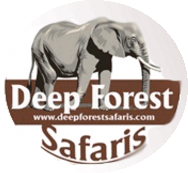 www.deepforestsafaris.com