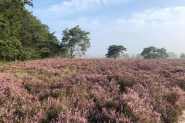 Verslag wandeling clubleden aan De Bever zaterdag 8 en zondag 9 augustus 2020