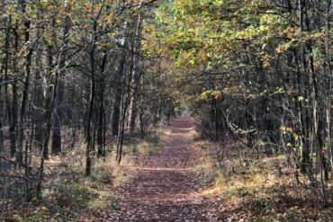 Verslag clubwandeling Kolisbos 18 november 2020