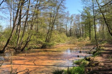 Wandeling De Bosuil Sint-Huibrechts-Lille 15 en 16 mei 2021