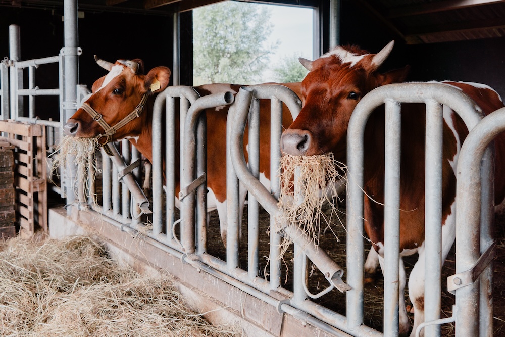 Informatie & Maatregelen dreigende MKZ uitbraak