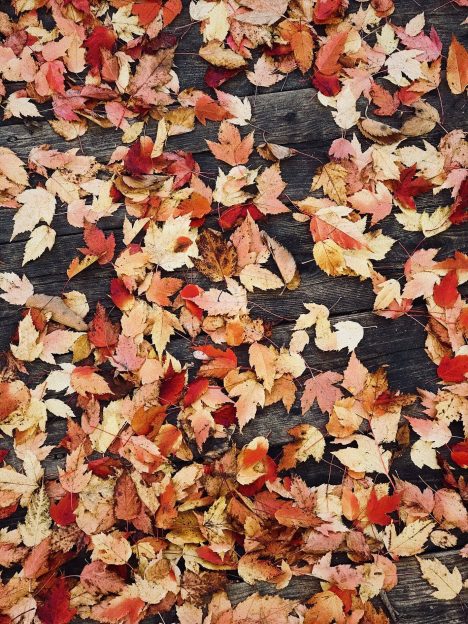 Bladeren van een boom op de grond herfst