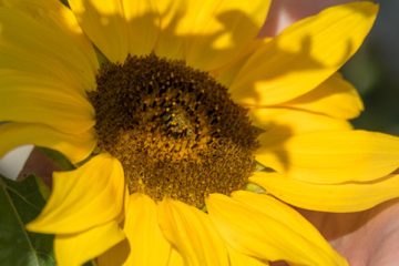 zonnebloem in zon deels met schaduw