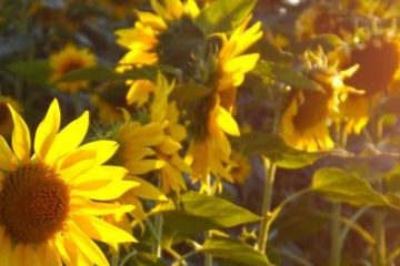 Veld met zonnebloemen