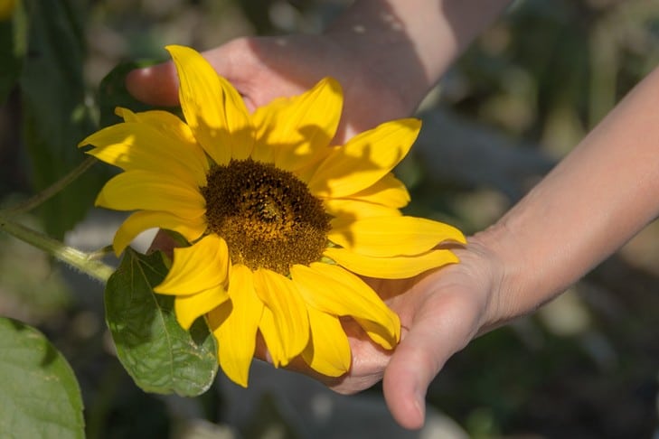 Zonnebloem in de hand met zonlicht erop