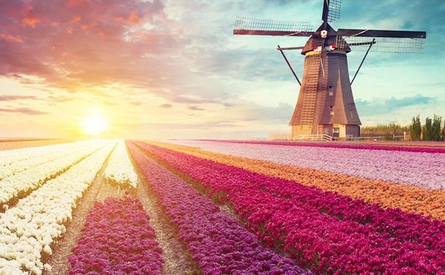 Keukenhof 3 1