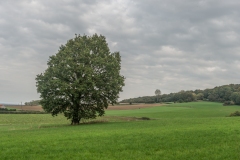 Région-arbre solitaire
