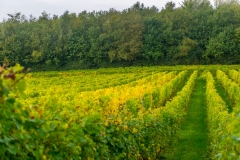 20-streek-wijngaard