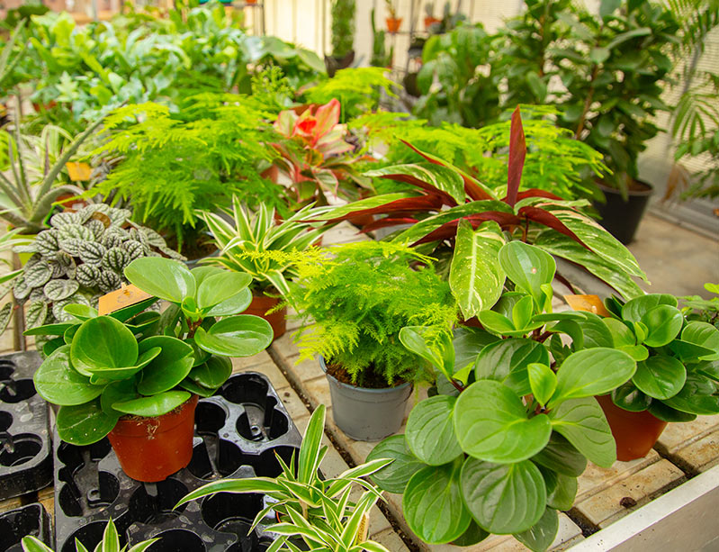 kamerplanten bij de knotwilg