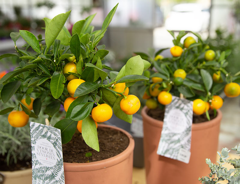 citroenplanten bij de knotwilg