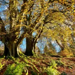 Autumn - trees with yellow leaves in the sunshine