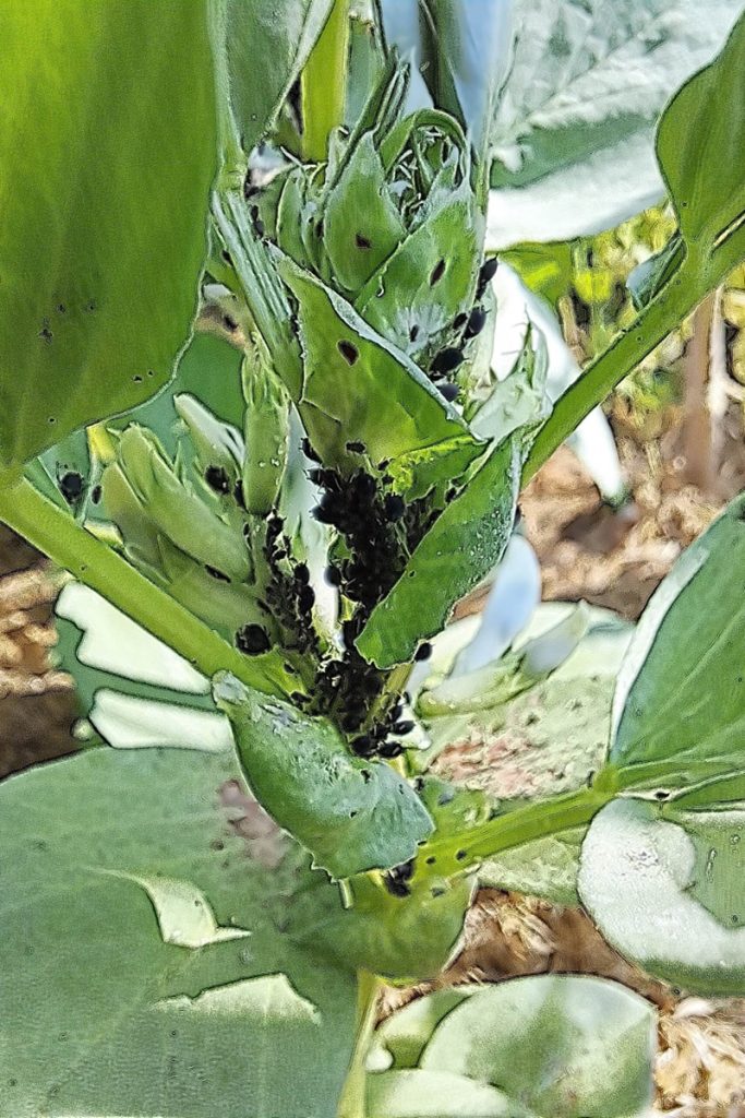 Een bonenplant met bladluizen. Bij ecologisch moestuinieren ga je ongedierte niet bestrijden met pesticiden, maar zoek je andere manieren. Deze bonenplant kan je bijvoorbeeld afspuiten met de waterslang.