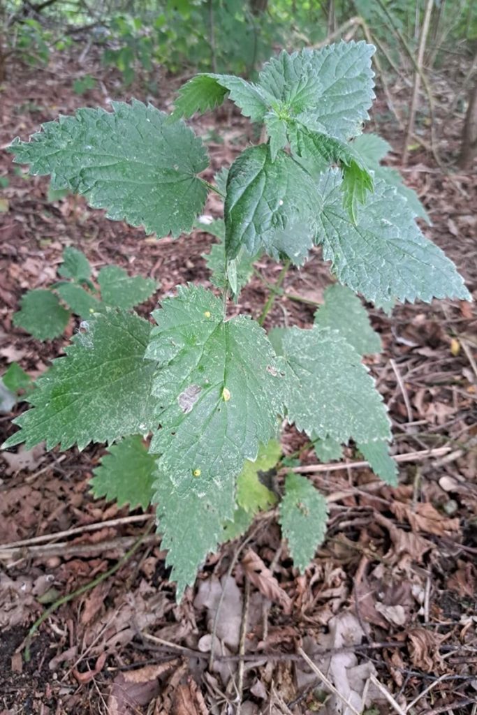 Brandnetel in een bos