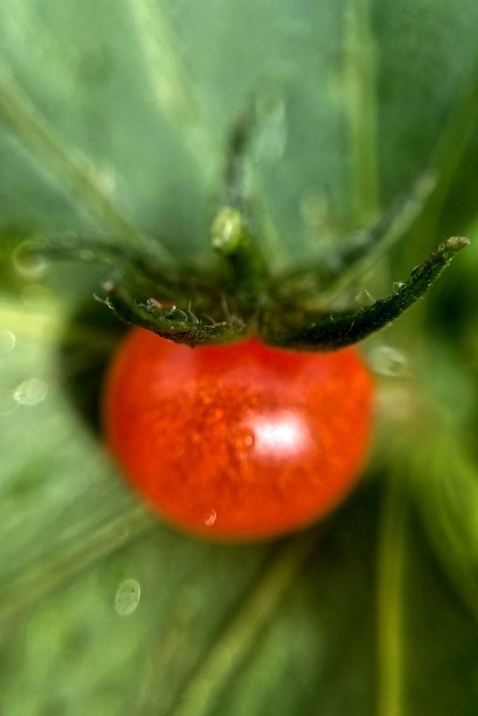 Een tomaat met phytophtora of de tomatenplaag kan je best zo snel mogelijk verwijderen om verdere verspreiding tegen te gaan.