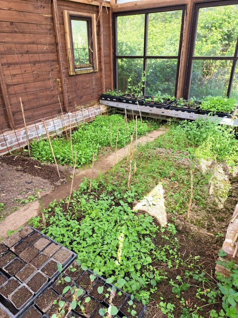 De serre in gebruik: het wemelt er van plantjes.