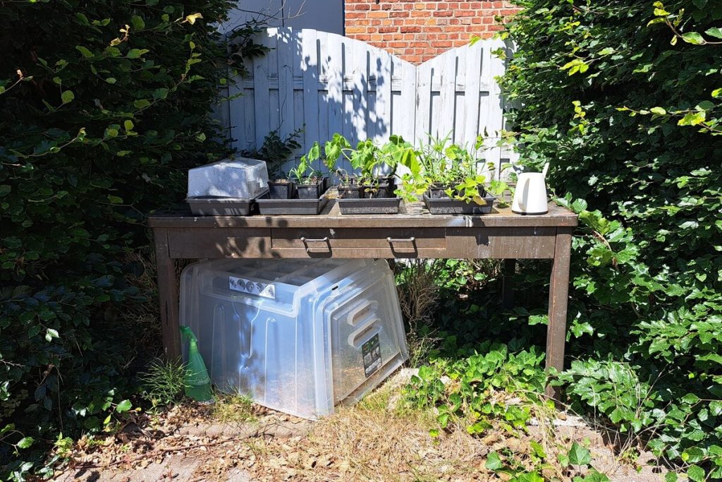 Iets nieuws proberen in je moestuin vlak voor je op reis vertrekt, is meestal geen goed idee. De kweektafel van Carolien was niet klaar voor de vakantie.