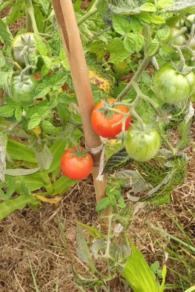 Net nu je op reis vertrekt, kan je in je moestuin de vruchten plukken van je lange werk: de tomaten worden stilaan rijp.
