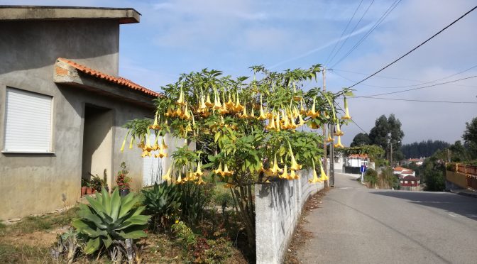 CAMINO PORTUGUÉS – DAG 12