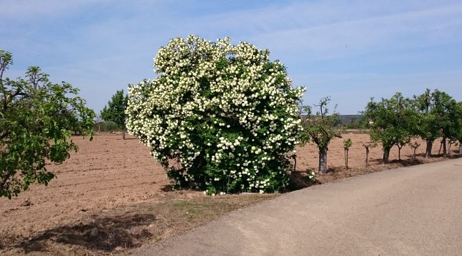 CAMINO SANABRÉS – DAG 3