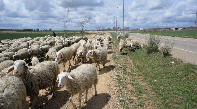 CAMINO FRANCÉS – 2012 – DAG 15