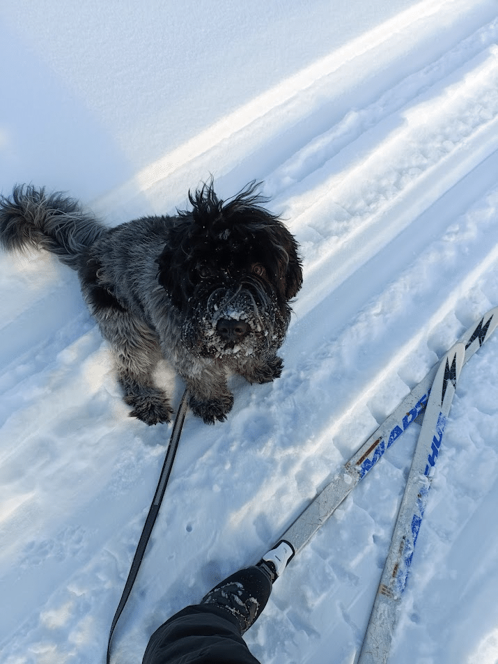 Nisse, part of Den Gröna Fenixen. 