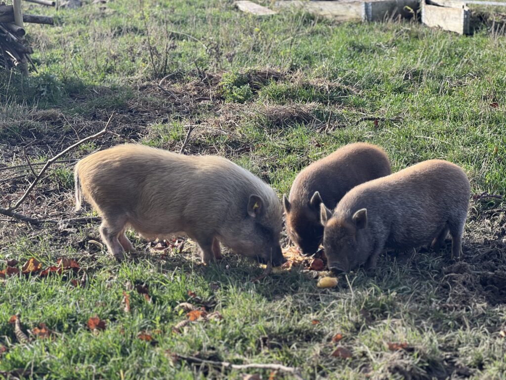 De 3 små grise på den lille bitte farm