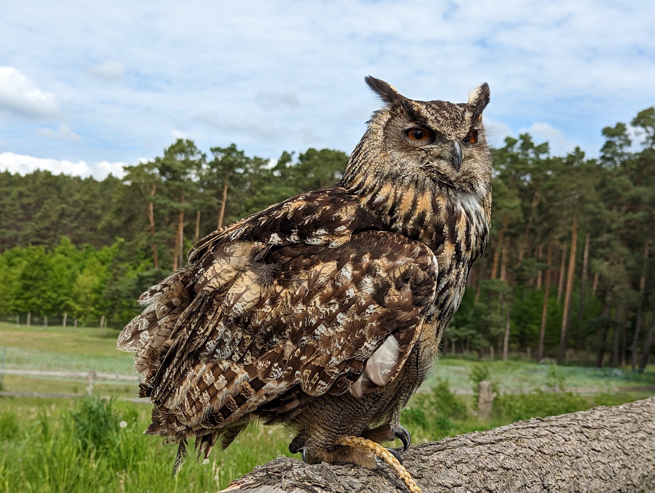 Falknerei im Wildpark Johannismühle vorerst gerettet