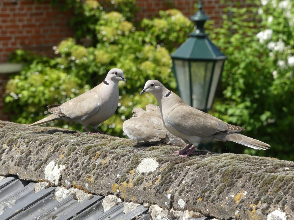 Jonge Tortelduif